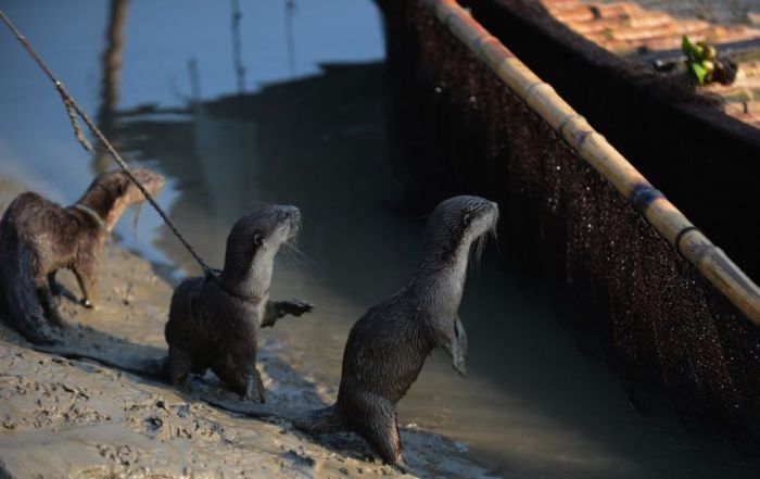 Fishing with Otters (8 pics)