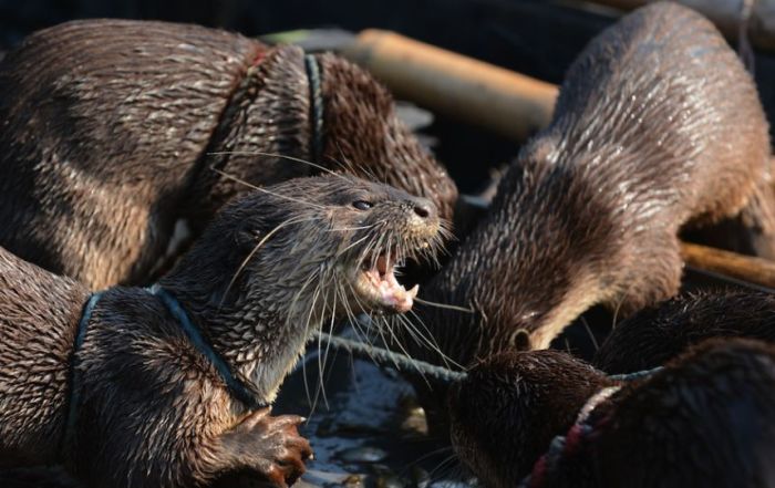 Fishing with Otters (8 pics)