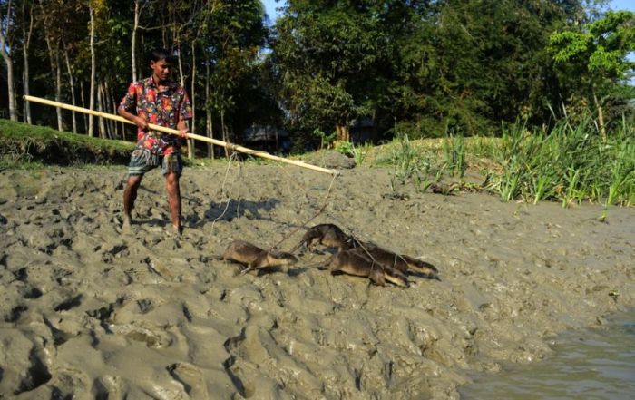 Fishing with Otters (8 pics)