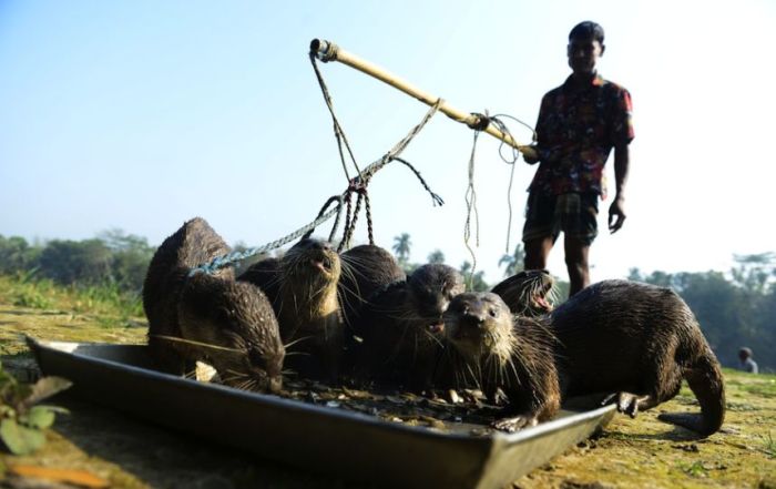 Fishing with Otters (8 pics)