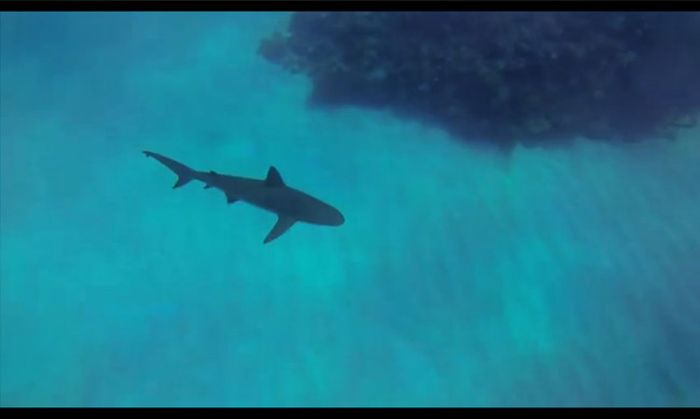 Shark Attack (5 pics + video)