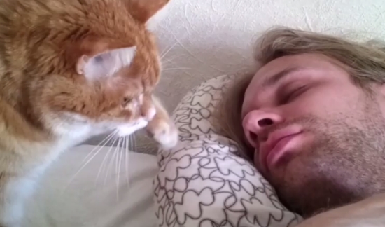 Alarm Clock Cat