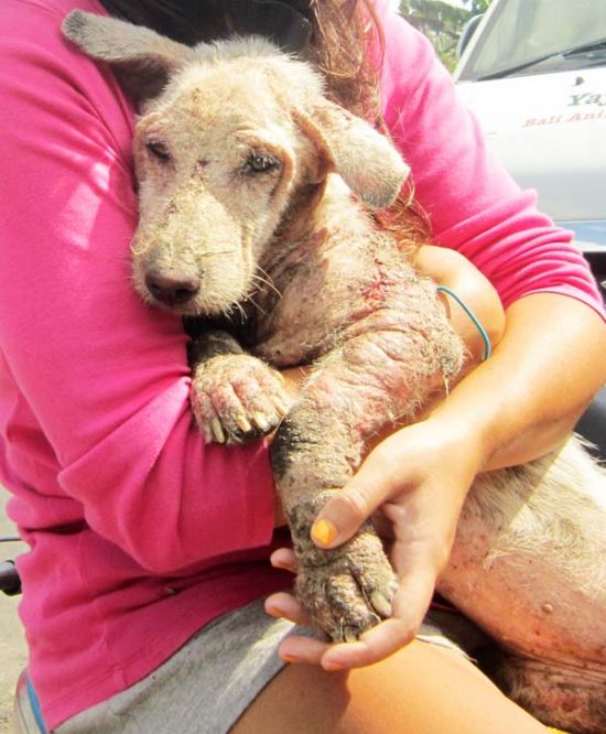 Dog Rescued (14 pics)