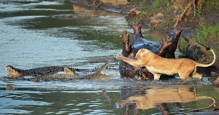 Lioness vs Crocodile (6 pics)