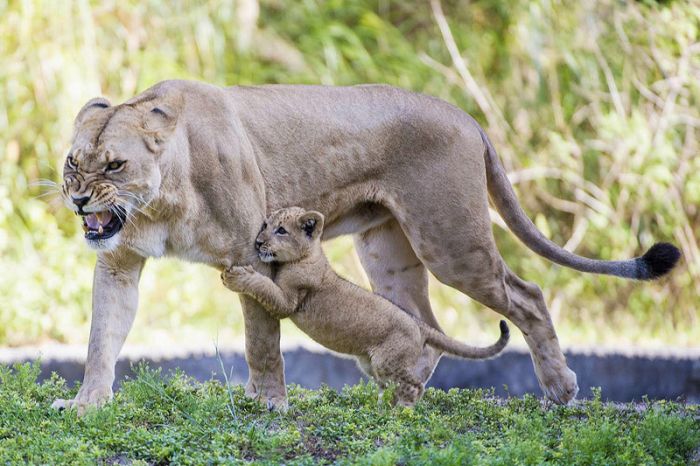 Zoo Miami's New Lion Cub K'wasi (15 pics)