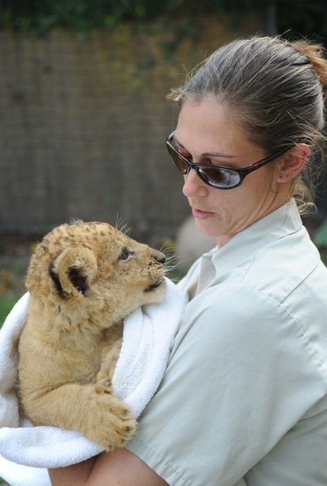 Zoo Miami's New Lion Cub K'wasi (15 pics)