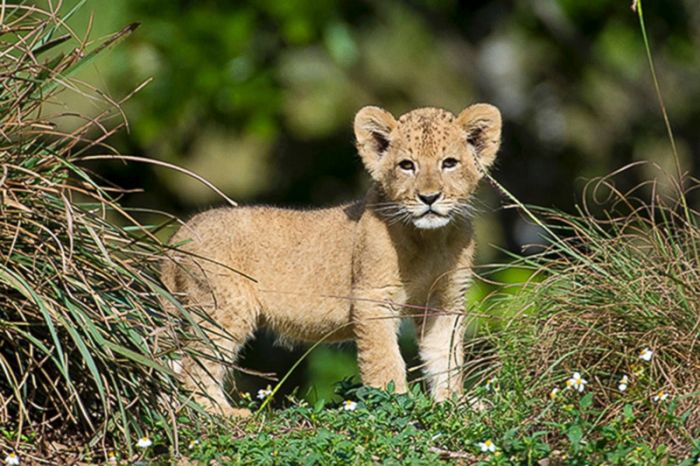 Zoo Miami's New Lion Cub K'wasi (15 pics)