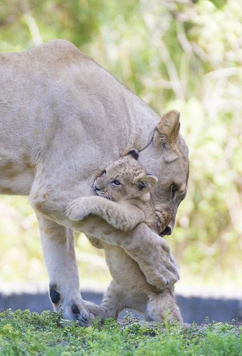 Zoo Miami's New Lion Cub K'wasi (15 pics)