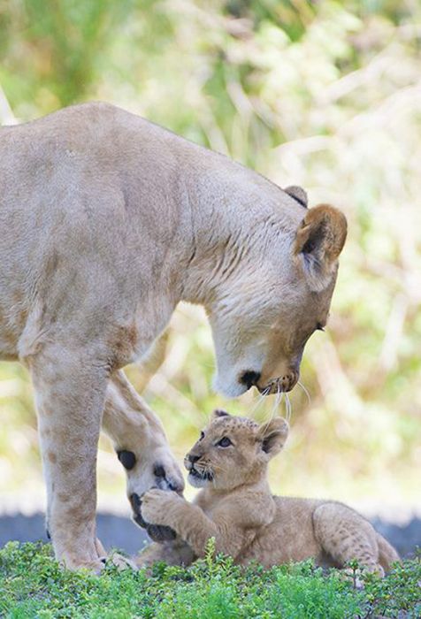 Zoo Miami's New Lion Cub K'wasi (15 pics)