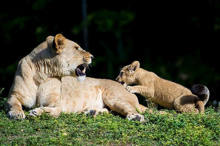 Zoo Miami's New Lion Cub K'wasi (15 pics)