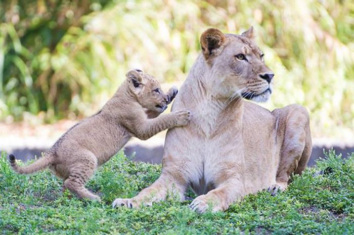Zoo Miami's New Lion Cub K'wasi (15 pics)