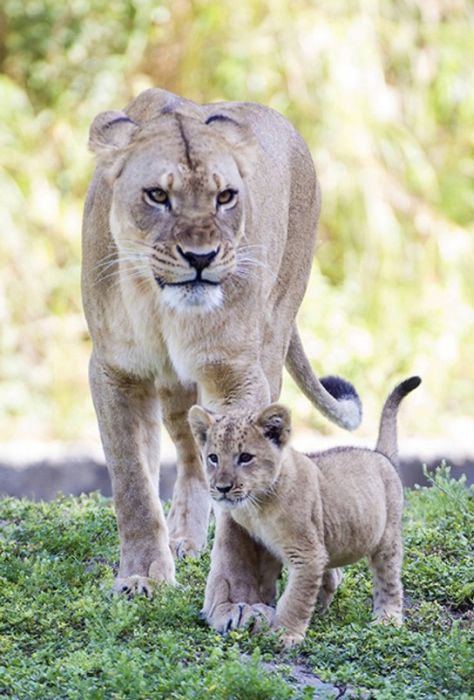Zoo Miami's New Lion Cub K'wasi (15 pics)