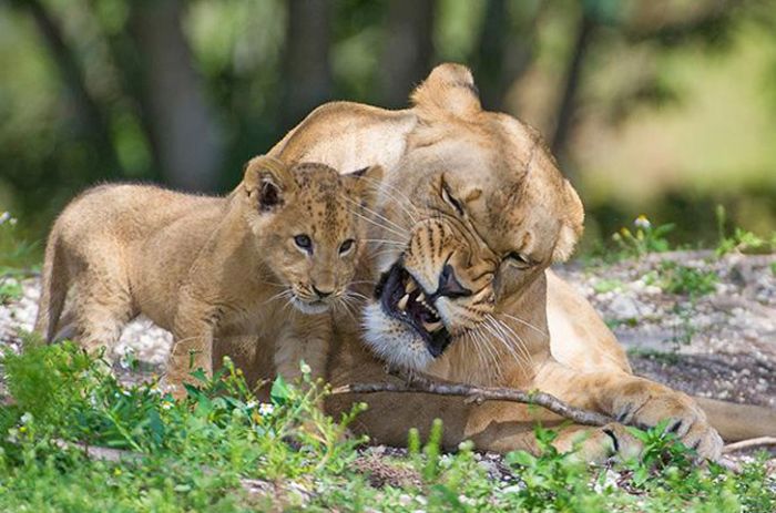 Zoo Miami's New Lion Cub K'wasi (15 pics)
