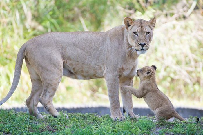 Zoo Miami's New Lion Cub K'wasi (15 pics)
