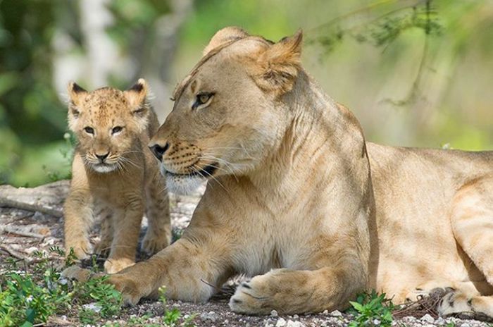 Zoo Miami's New Lion Cub K'wasi (15 pics)