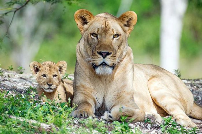 Zoo Miami's New Lion Cub K'wasi (15 pics)