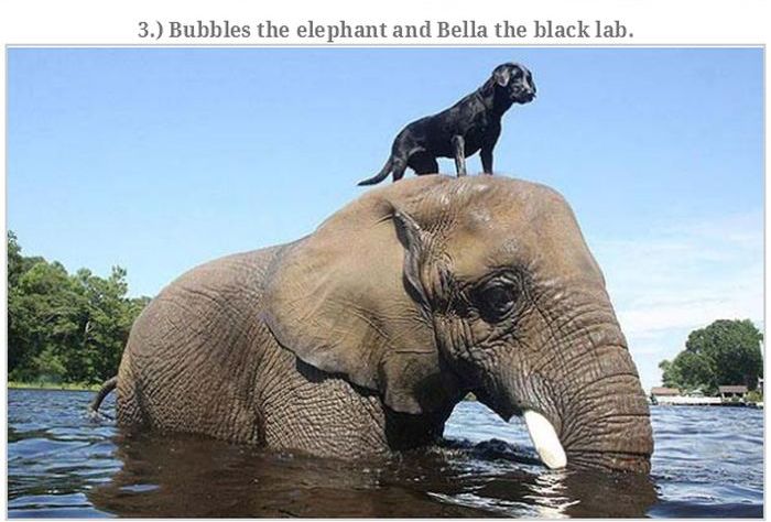 Incredible Animal Stories (43 pics)