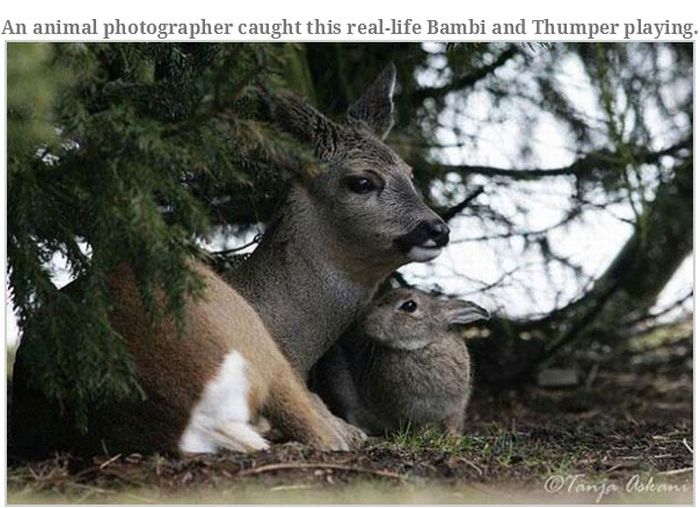 Incredible Animal Stories (43 pics)