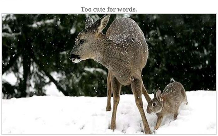 Incredible Animal Stories (43 pics)