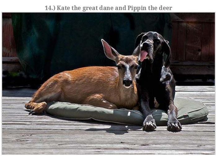 Incredible Animal Stories (43 pics)