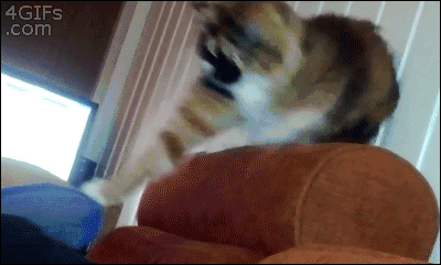 Did It Ever Happen to You When... Part 82 (16 gifs)