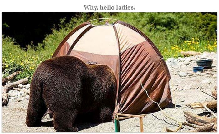 Bears Doing Weird Things (32 pics)