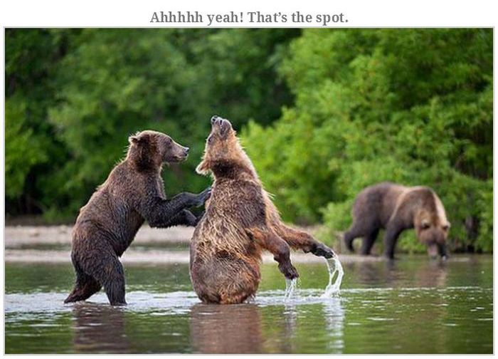 Bears Doing Weird Things (32 pics)