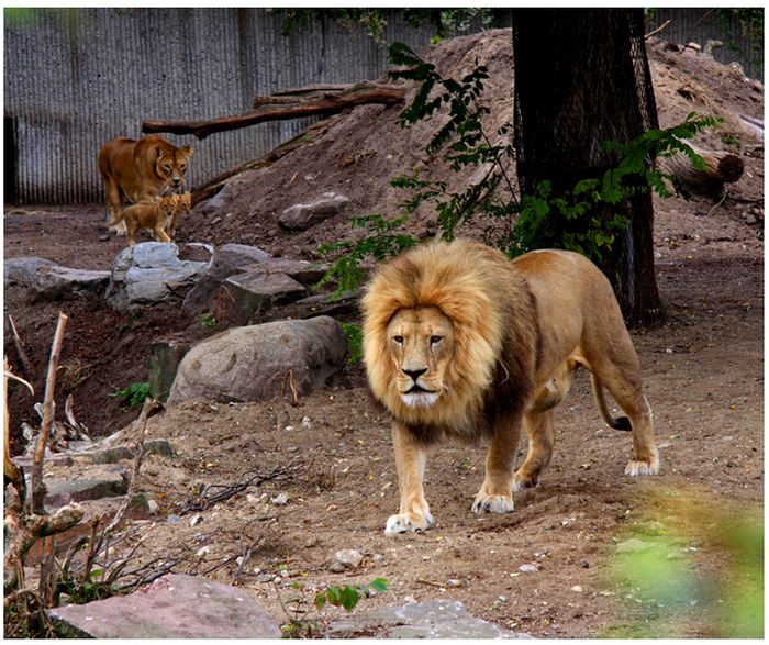 The Copenhagen Zoo Continues to Slaughter Animals (6 pics)