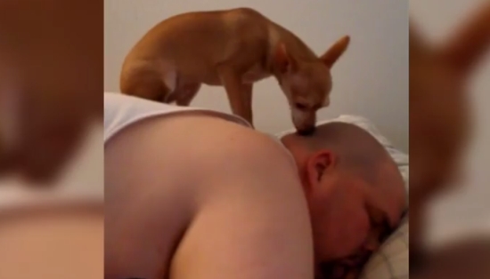 Dogs Can Wake You Up Better than an Alarm Clock