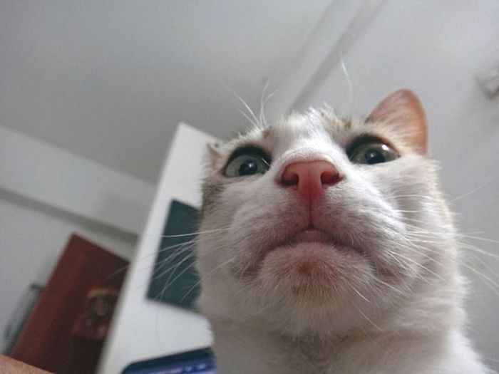 Cats Taking Selfies (28 pics)