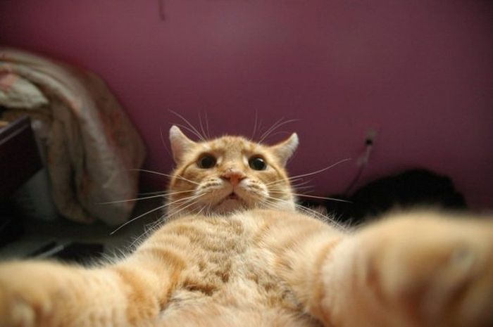Cats Taking Selfies (28 pics)
