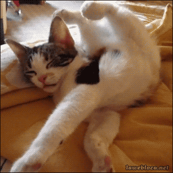 Acid Gifdump, March 28, 2014 (25 gifs)