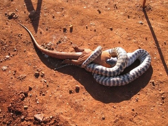 Scary Creatures Living in Australia (27 pics)