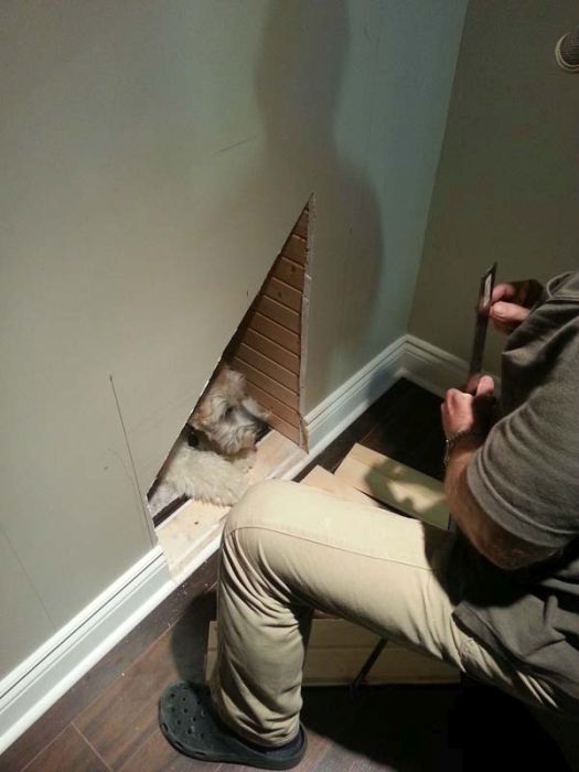 House for a Dog (22 pics)