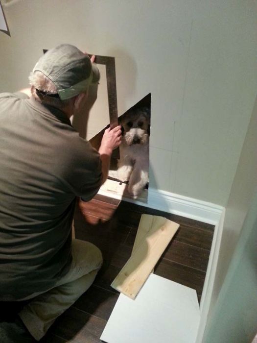 House for a Dog (22 pics)