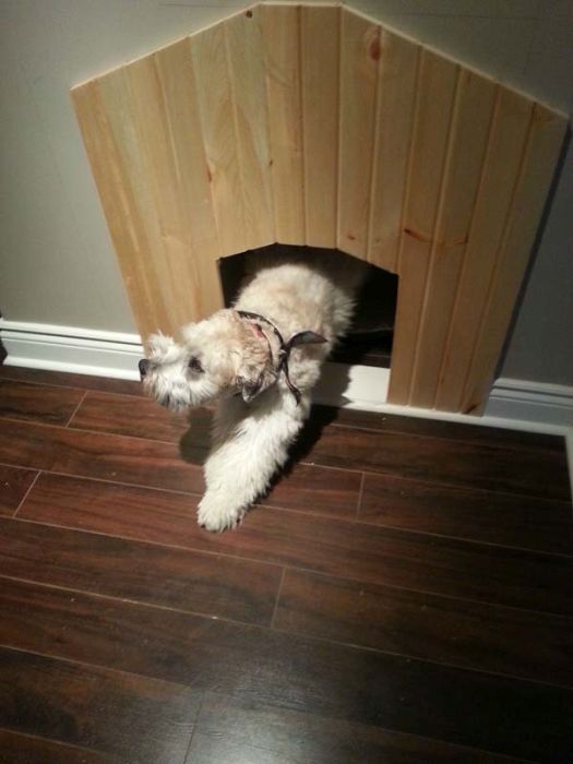 House for a Dog (22 pics)