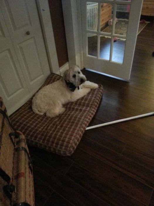 House for a Dog (22 pics)
