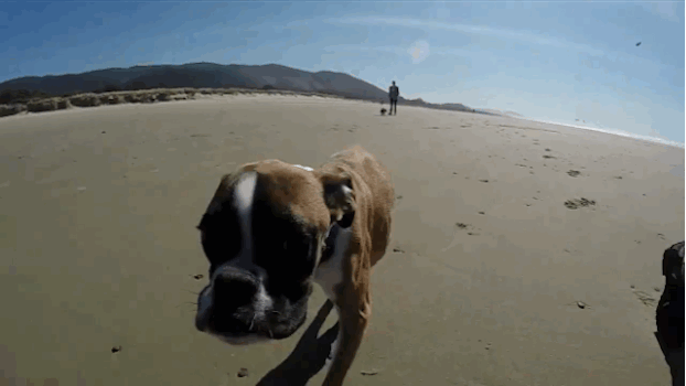 Two-Legged Dog Goes to the Beach for First Time (7 pics + video)