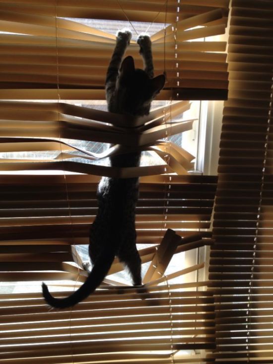 Cats Destroying Things (30 pics)