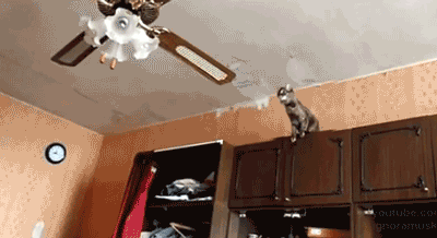 Cats Destroying Things (30 pics)