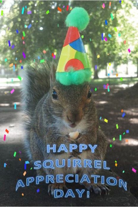Pet Squirrel (27 pics)