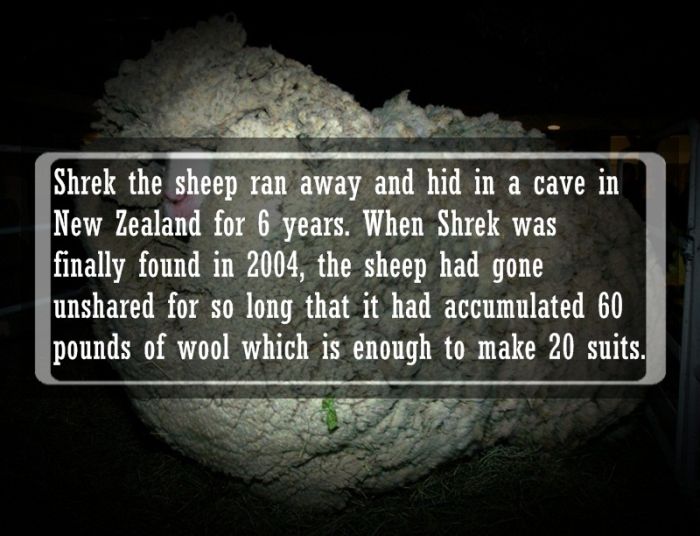 Interesting Facts and Stories (19 pics)