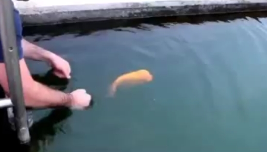 Fish That Likes to Play With People