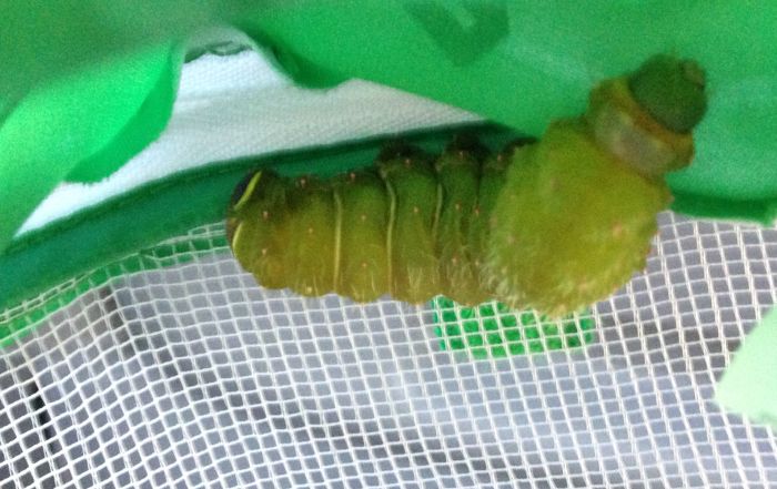 What Comes Out of This Caterpillar (6 pics)