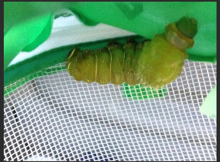 What Comes Out of This Caterpillar (6 pics)