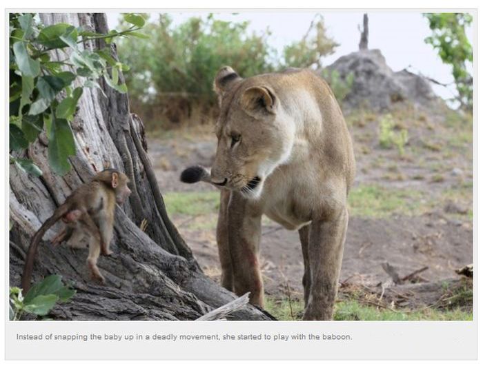 Baby Baboon’s Encounter with Lions (10 pics)