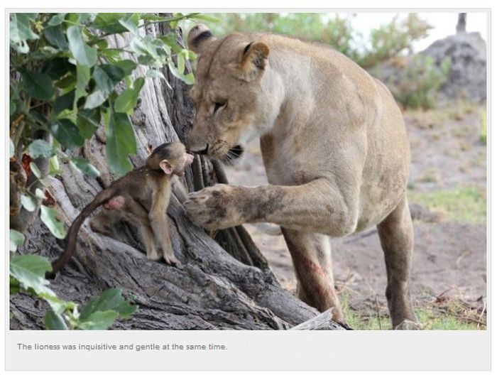 Baby Baboon’s Encounter with Lions (10 pics)