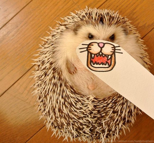 Acid Picdump (111 pics)
