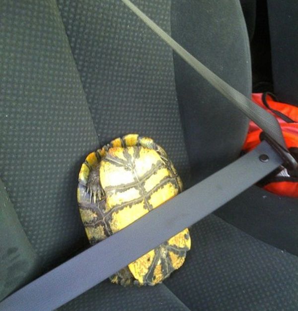 Acid Picdump (111 pics)