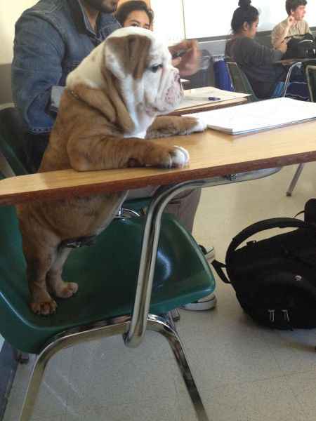 Acid Picdump (111 pics)